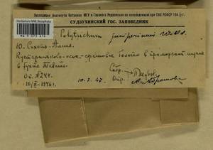 Polytrichum juniperinum Hedw., Гербарий мохообразных, Мхи - Дальний Восток (без Чукотки и Камчатки) (B20) (Россия)
