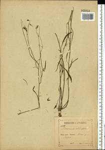 Колокольчик круглолистный L., Восточная Европа, Центральный лесостепной район (E6) (Россия)