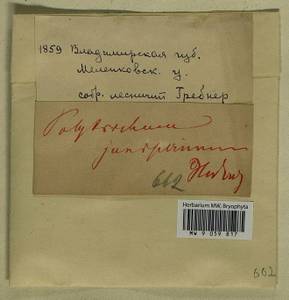 Polytrichum juniperinum Hedw., Гербарий мохообразных, Мхи - Центральное Нечерноземье (B6) (Россия)