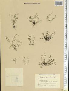 Мшанка лежачая L., Восточная Европа, Латвия (E2b) (Латвия)