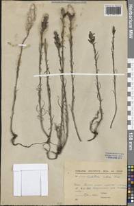 Кастиллея красная (Drobow) Rebrist., Сибирь, Якутия (S5) (Россия)