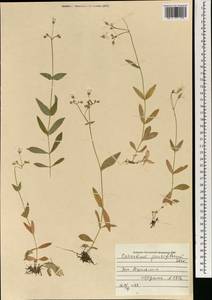 Ясколка малоцветковая Steven ex Ser., Монголия (MONG) (Монголия)