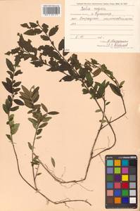 Падуб морщинистый F.Schmidt, Сибирь, Дальний Восток (S6) (Россия)