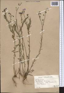 Linum altaicum subsp. atricalyx (Juz.) Svetlova, Средняя Азия и Казахстан, Западный Тянь-Шань и Каратау (M3) (Казахстан)