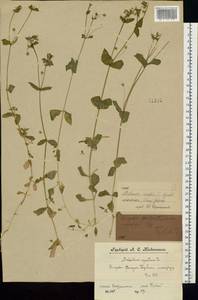 Звездчатка средняя, Мокрица (L.) Vill., Восточная Европа, Центральный лесной район (E5) (Россия)