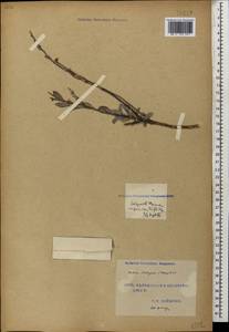 Diarthron ammodendron (Kar. & Kir.), Кавказ, Турецкий Кавказ (K7) (Турция)