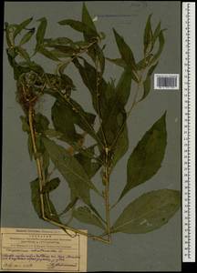 Карпезиум полынный L., Кавказ, Азербайджан (K6) (Азербайджан)
