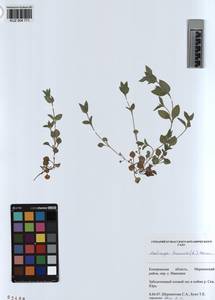 KUZ 004 171, Мерингия трехжилковая (L.) Clairv., Сибирь, Алтай и Саяны (S2) (Россия)