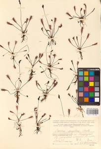 Drosera × anglica Huds., Восточная Европа, Северный район (E1) (Россия)