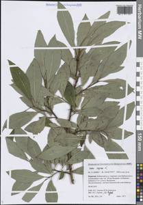 Ива козья L., Сибирь, Прибайкалье и Забайкалье (S4) (Россия)