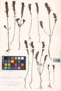 MHA 0 161 921, Зубчатка обыкновенная Moench, Средняя Азия и Казахстан, Прикаспийский Устюрт и Северное Приаралье (M8) (Казахстан)