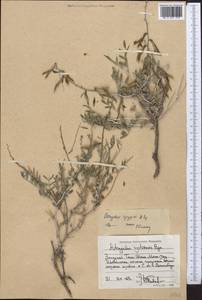 Astragalus spryginii Popov, Средняя Азия и Казахстан, Западный Тянь-Шань и Каратау (M3) (Таджикистан)