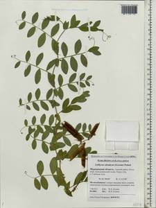 Lathyrus japonicus var. japonicus, Восточная Европа, Северный район (E1) (Россия)