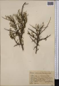 Prunus prostrata var. concolor (Boiss.) Lipsky, Средняя Азия и Казахстан, Западный Тянь-Шань и Каратау (M3) (Казахстан)