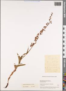 Дремлик широколистный, Дремлик чемерицевый (L.) Crantz, Восточная Европа, Северо-Западный район (E2) (Россия)