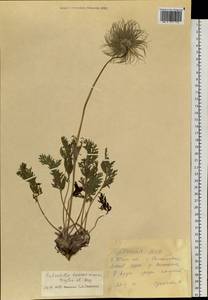 Прострел Турчанинова Krylov & Serg., Сибирь, Прибайкалье и Забайкалье (S4) (Россия)