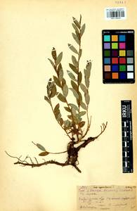 Ива черничная L., Сибирь, Прибайкалье и Забайкалье (S4) (Россия)