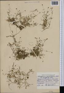 Heliosperma pusillum subsp. pusillum, Западная Европа (EUR) (Болгария)
