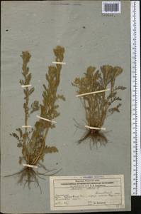 Тысячелистник благородный L., Средняя Азия и Казахстан, Прикаспийский Устюрт и Северное Приаралье (M8) (Казахстан)