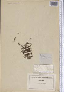 Callitriche terrestris Muhl. ex Raf., Америка (AMER) (США)