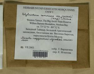 Polytrichum jensenii I. Hagen, Гербарий мохообразных, Мхи - Красноярский край, Тыва и Хакасия (B17) (Россия)
