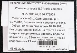 Phaeoceros laevis (L.) Prosk., Гербарий мохообразных, Мхи - Москва и Московская область (B6a) (Россия)