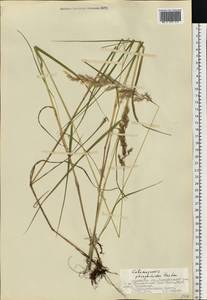 Вейник пурпурный (Trin.) Trin., Восточная Европа, Северный район (E1) (Россия)