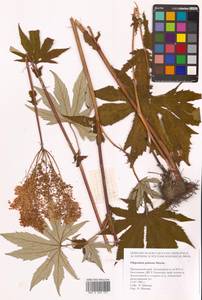 Filipendula digitata (Willd.) Bergmans, Сибирь, Дальний Восток (S6) (Россия)