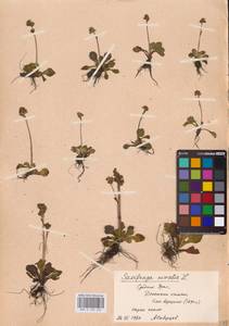 Камнеломка снежная (L.) Small, Восточная Европа, Восточный район (E10) (Россия)