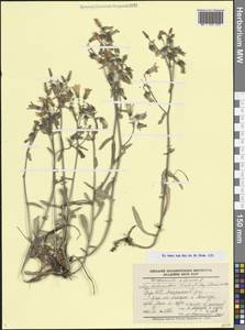 Колокольчик Гогенакера Fisch. & C.A.Mey., Кавказ, Грузия (K4) (Грузия)