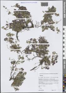 Чабрец, Сибирь, Прибайкалье и Забайкалье (S4) (Россия)