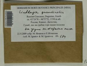 Lindbergia grandiretis (Lindb. ex Broth.) Ignatov & Ignatova, Гербарий мохообразных, Мхи - Северный Кавказ и Предкавказье (B12) (Россия)