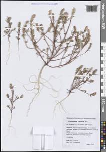 Верблюдка сибирская Iljin, Сибирь, Прибайкалье и Забайкалье (S4) (Россия)