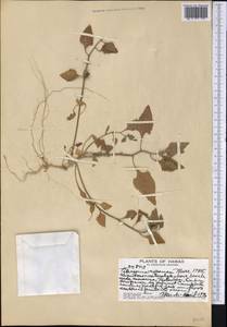 Tetragonia tetragonoides (Pall.) Kuntze, Америка (AMER) (США)