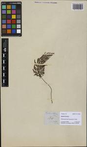 Abrodictyum obscurum (Blume) Ebihara & K. Iwats., Зарубежная Азия (ASIA) (Филиппины)