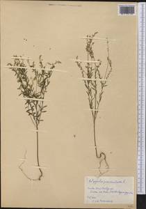 Polygala paniculata L., Америка (AMER) (Куба)