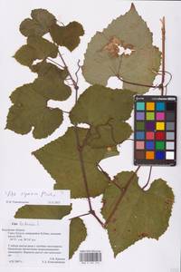 Vitis riparia Michx., Восточная Европа, Центральный район (E4) (Россия)