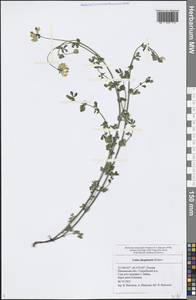 Lotus corniculatus subsp. corniculatus, Восточная Европа, Средневолжский район (E8) (Россия)