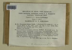 Dicranum drummondii Müll. Hal., Гербарий мохообразных, Мхи - Карелия, Ленинградская и Мурманская области (B4) (Россия)