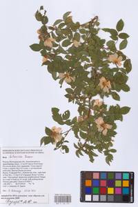 Шиповник бальзамический Besser, Восточная Европа, Нижневолжский район (E9) (Россия)