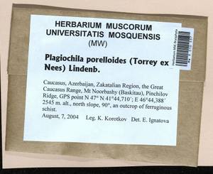 Plagiochila porelloides (Torr. ex Nees) Lindenb., Гербарий мохообразных, Мхи - Закавказье (B13) (Азербайджан)