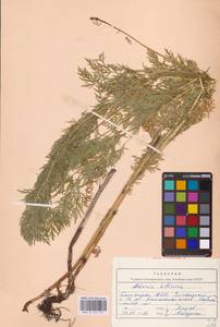 Горицвет апеннинский, Адонис апеннинский L., Восточная Европа, Восточный район (E10) (Россия)