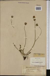 Crepis albida Vill., Западная Европа (EUR) (Франция)