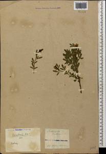 Chrysojasminum fruticans (L.) Banfi, Кавказ, Грузия (K4) (Грузия)