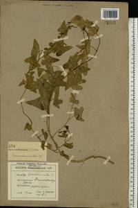 Цинанхум острый L., Восточная Европа, Южно-Украинский район (E12) (Украина)