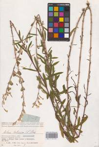 Смолевка татарская (L.) Pers., Восточная Европа, Нижневолжский район (E9) (Россия)