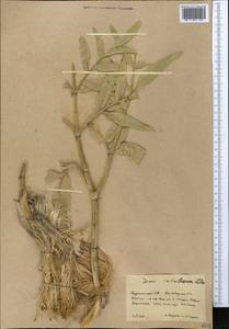 Ferula sabulosum (Litv.), Средняя Азия и Казахстан, Каракумы (M6) (Туркмения)