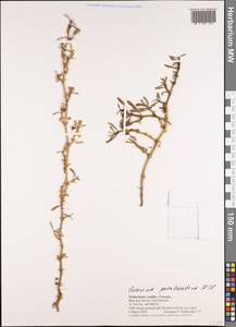 Sesuvium portulacastrum (L.) L., Америка (AMER) (Кюрасао)
