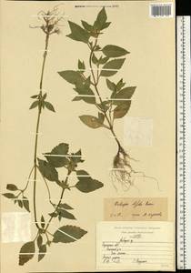 Пикульник двунадрезанный, Жабрей Boenn., Восточная Европа, Центральный район (E4) (Россия)