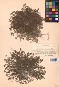 Cynanchica tephrocarpa subsp. tephrocarpa, Восточная Европа, Северо-Украинский район (E11) (Украина)